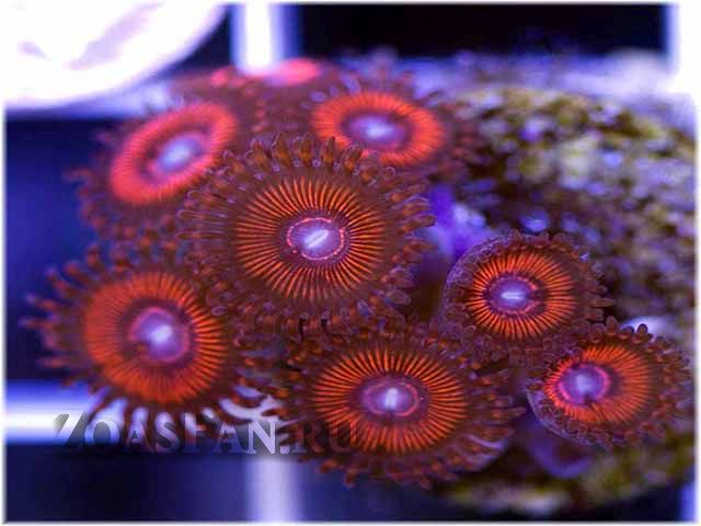 Jumbo Reds